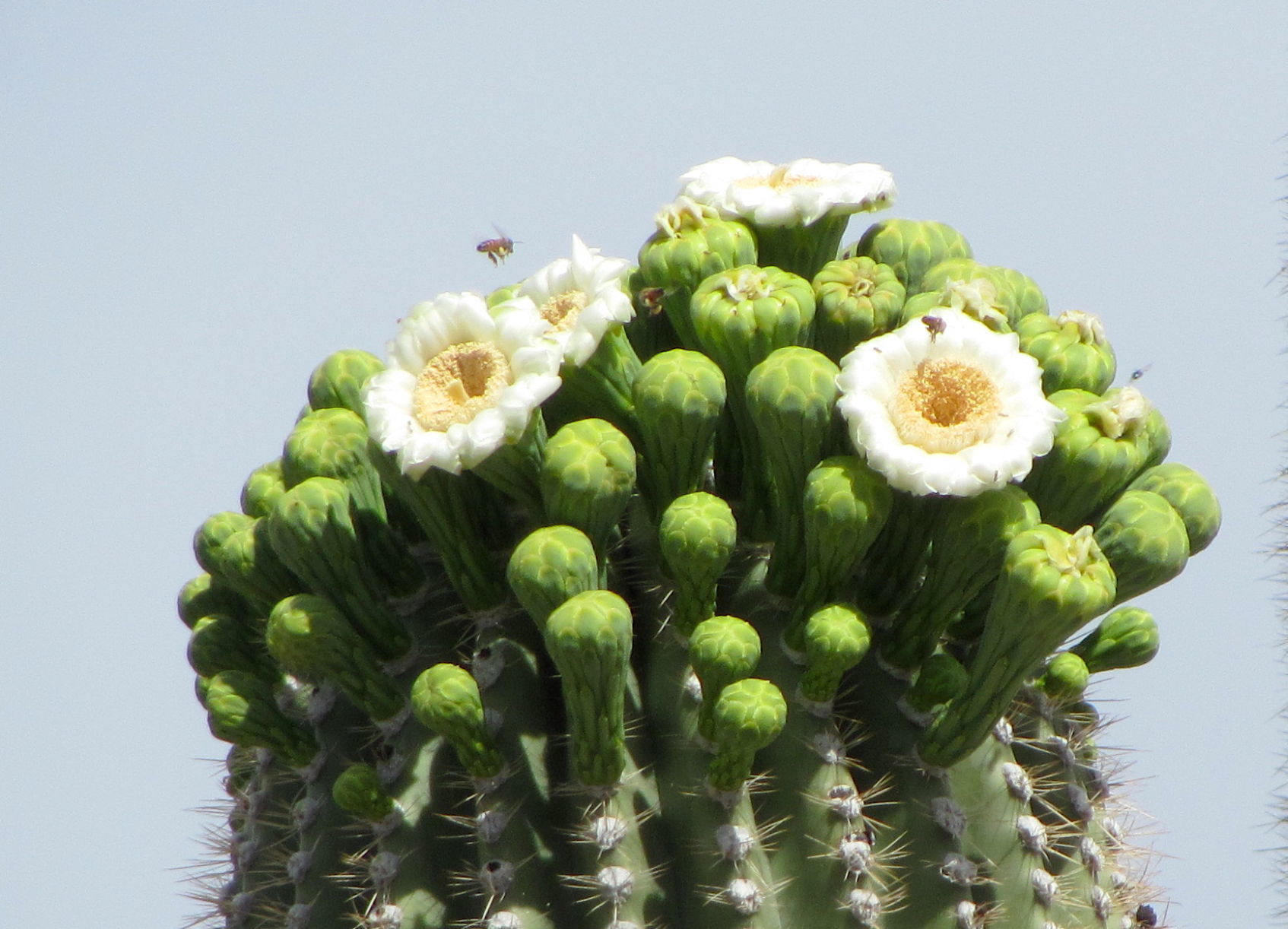 Bees and blooms